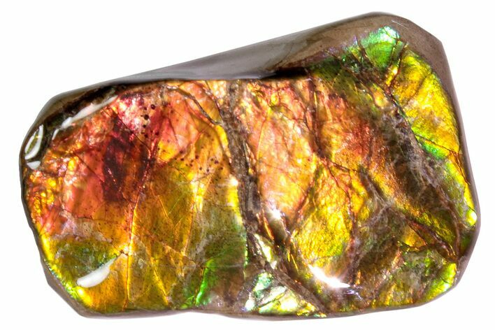 Iridescent Ammolite (Fossil Ammonite Shell) - Alberta #258303